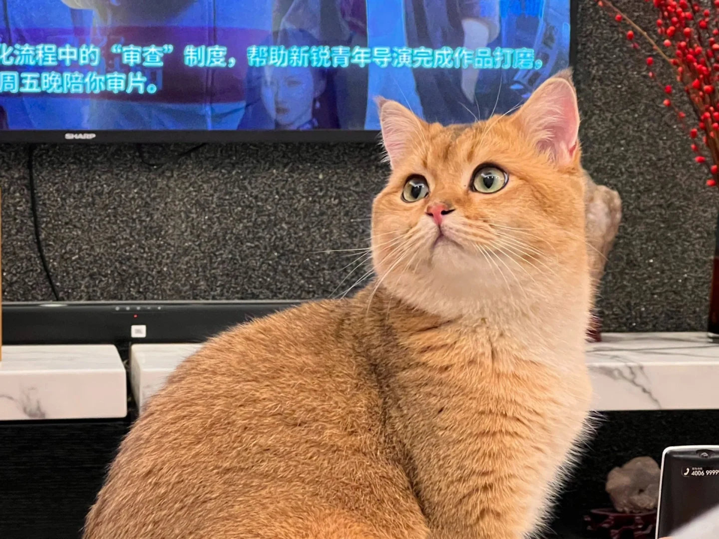 Pet Handmade Leather Carving Customization