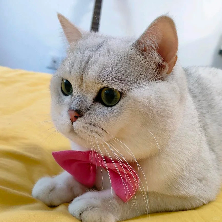 Pet Handmade Leather Carving Customization